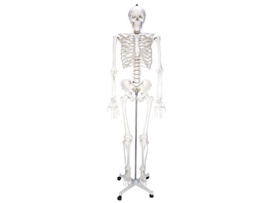 KM/11101 Human skeleton model 180cm