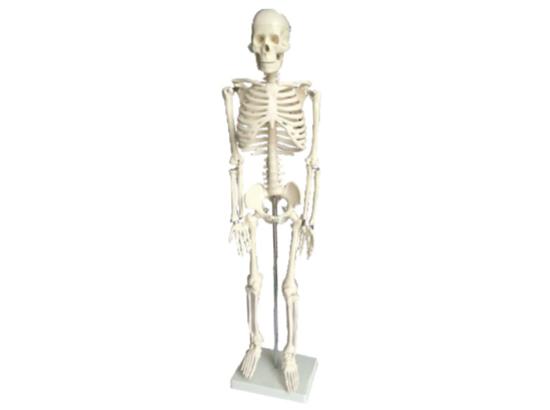 KM/11101-3 Human skeleton model 85cm