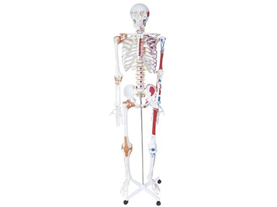 KM/11102-1 Human skeleton with painted muscle and ligament model 180cm