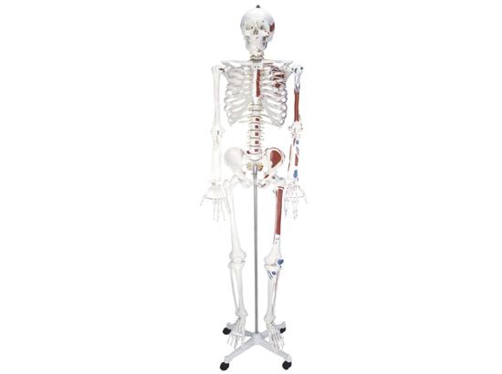 KM/11102-2 Human skeleton with half side painted muscle model 180cm