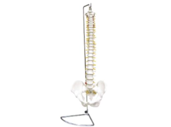 KM/11104 Spine with pelvis model(Flexible)