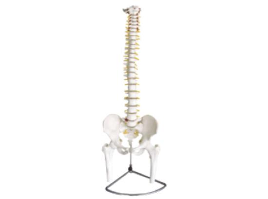 KM/11105 Spine with pelvis and femur model(Flexible)