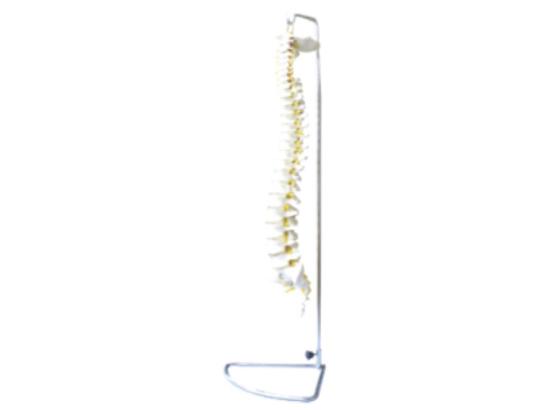 KM/11106 Spine model(Flexible)