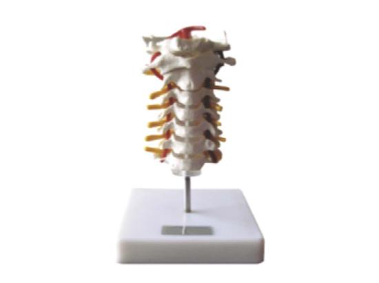 KM/11107 Cervical vertebral column model