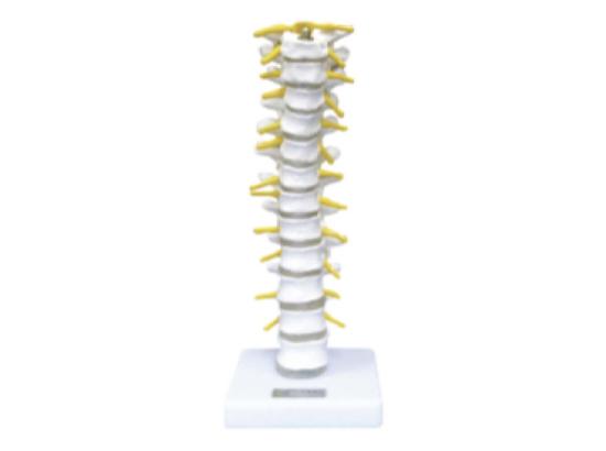 KM/11108 Thoracic vertebra model