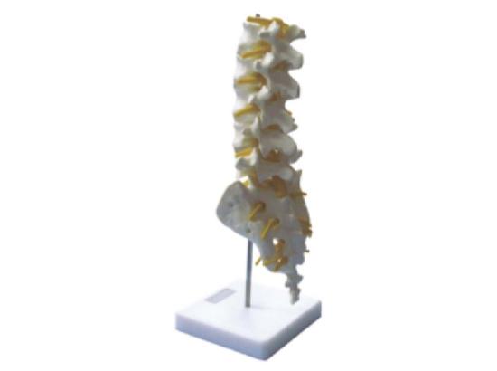 KM/11109 Lumbar vertebra model