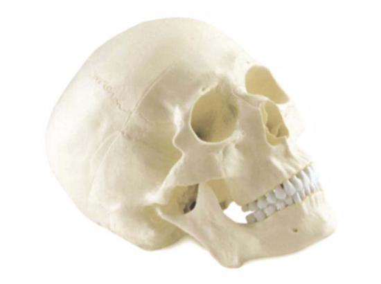 KM/11110 Skull model