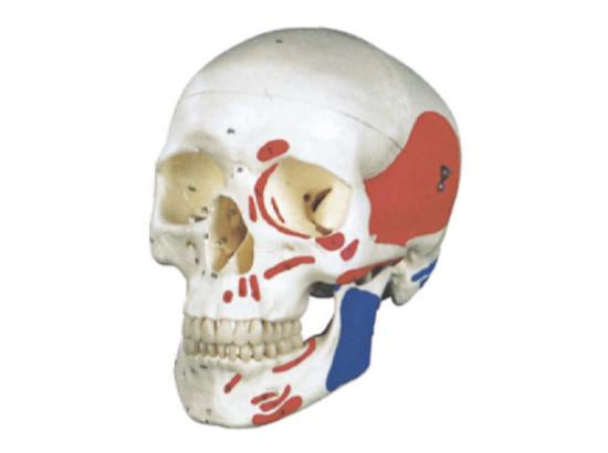 KM/11111-2 Colorized skull model