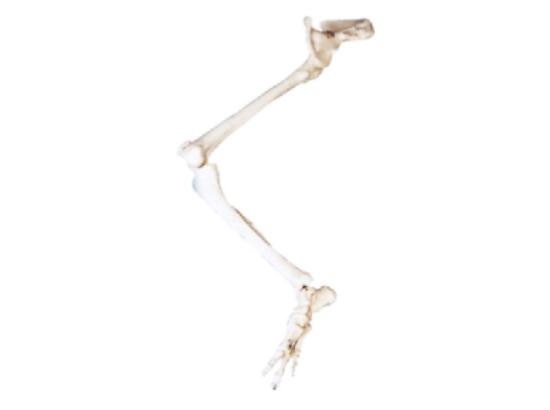 KM/11130 Lower limb with hip bone model