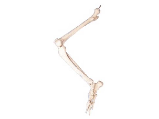 KM/11131 Lower limb bone model