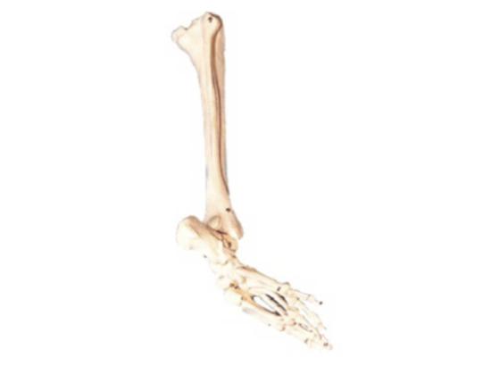KM/11132 Bones of foot and calf bone and shinbone model