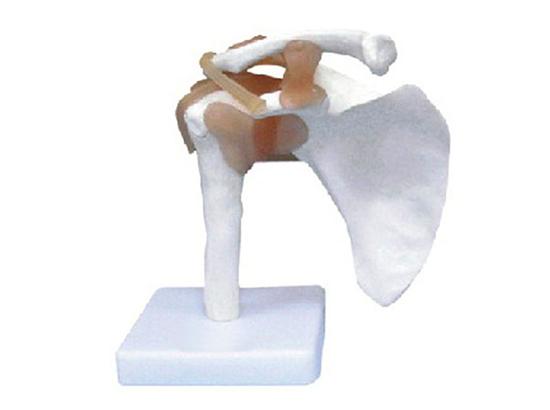 KM/11209-1 Shoulder joint with ligament model