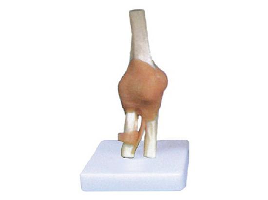 KM/11209-2 Elbow joint with ligament model