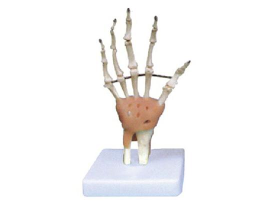 KM/11209-3 Hand joint with ligament model