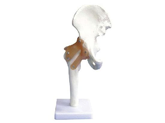 KM/11209-4 Hip joint with ligament model