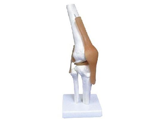 KM/11209-5 Knee joint with ligament model
