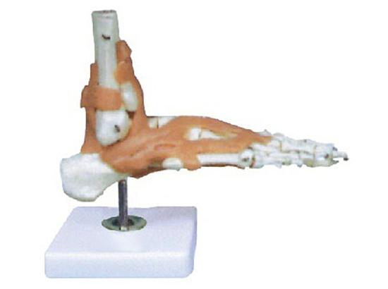 KM/11209-6 Foot joint with ligament model