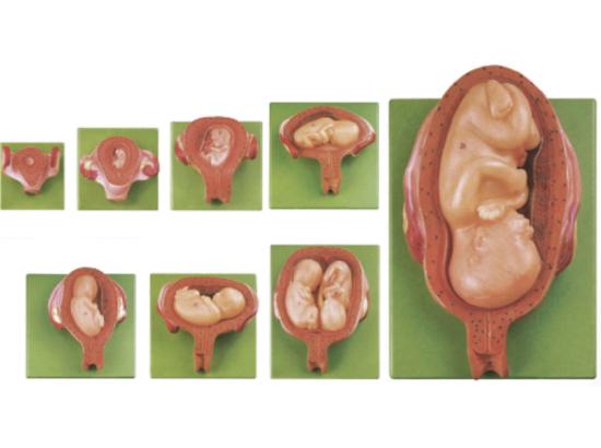 KM/42005 Embryonic Development Stages Model(8 stages)
