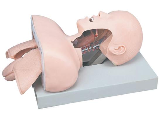 KM/50 Trachea Intubation Training Model