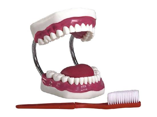 KM/K1 Dental Care Model(enlarged approx.5 times)