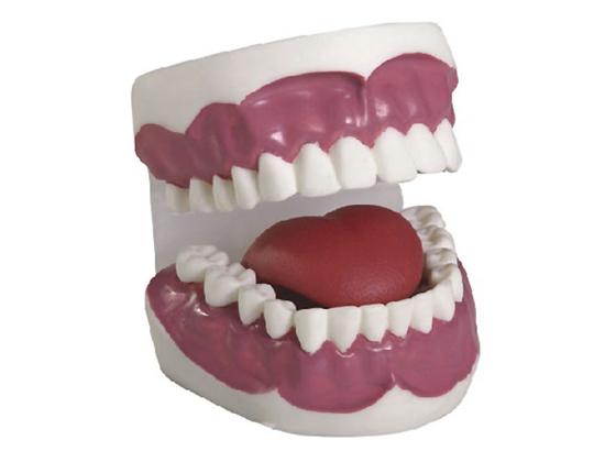KM/K2 Dental Care Model(enlarged approx.2 times)