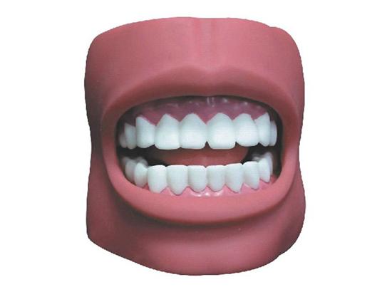 KM/K4 Dental Care Model(with cheek)